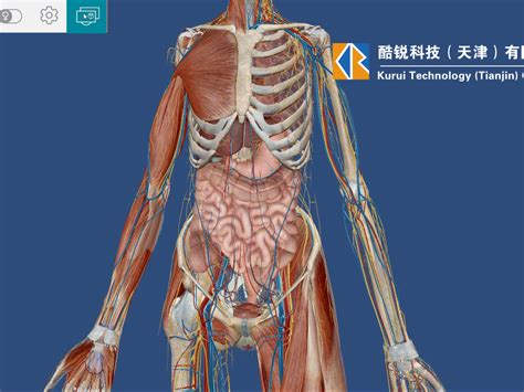 身体部位|适合所有人的解剖学课程 